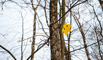 Дубы дорогие, а каштаны не выживают: какие деревья и кустарники сажают в Туле и как проходит озеленение города