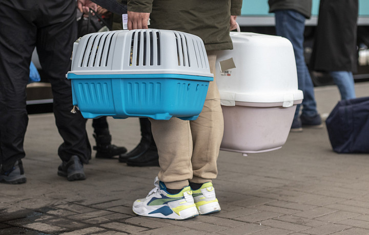 В тульских гостиницах туристам разрешат брать с собой с домашних питомцев