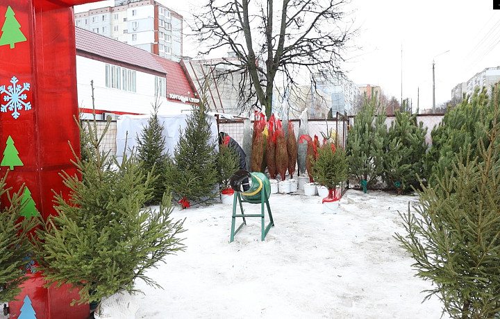 За год елки на специализированных базарах в Туле подорожали на 20%