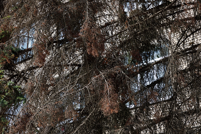 Ели засохли в сквере у ТЦ на улице Болдина в Туле