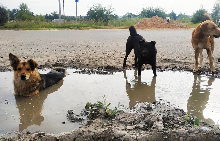 Власти прорабатывают вопрос строительства в Туле муниципального приюта для животных