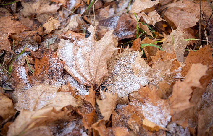 На этой неделе в Тульскую область придут похолодание и заморозки