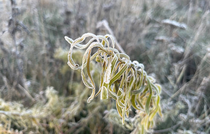 Туляки делятся фото инея после первого ночного мороза