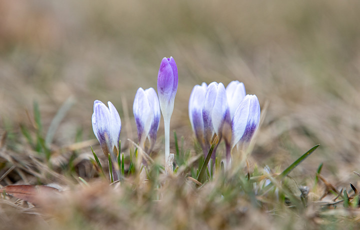 Холодные ночи и аномальное тепло. Синоптик рассказал о погоде на 8-9 апреля в Тульской области