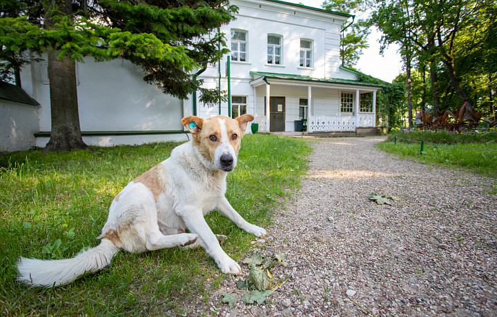 ﻿Туляков могут начать штрафовать за самовыгул собак