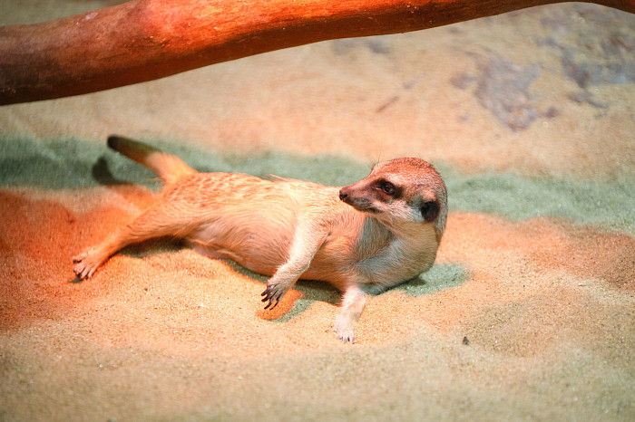 «Сурикаты агрессивно относятся к чужакам»: стоит ли заводить таких питомцев в доме