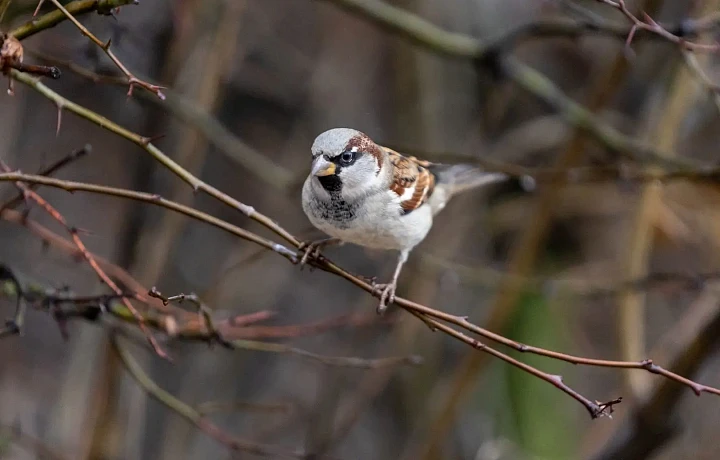 11 апреля в Туле ожидается переменная облачность и потепление