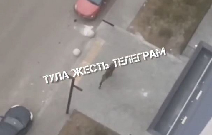 На улице Карпова в Туле обнаружили лося