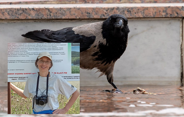 Чем занимается орнитолог, опасны ли голуби в городе и какая птица самая  умная — ТСН 24