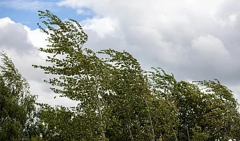 Туляков предупредили об усилении ветра до 17 метров в секунду 14 ноября