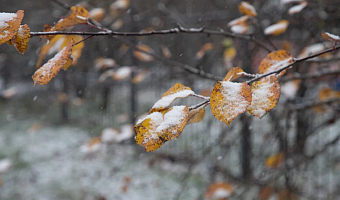 В Туле 26 октября похолодает до -1 градуса и пройдет снег