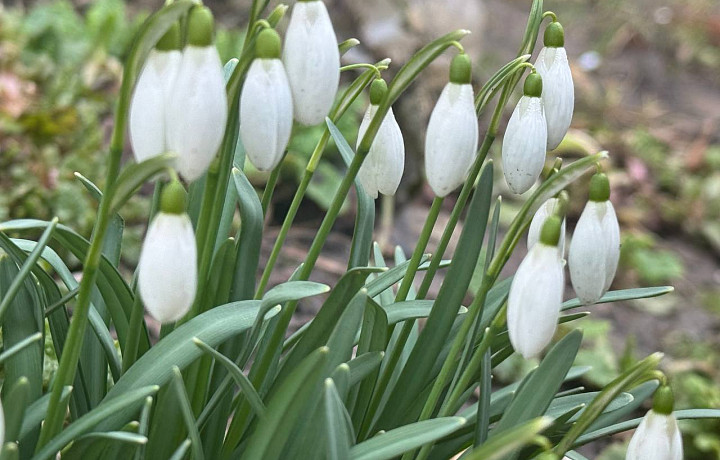 Россиян могут оштрафовать на пять тысяч рублей за сбор подснежников