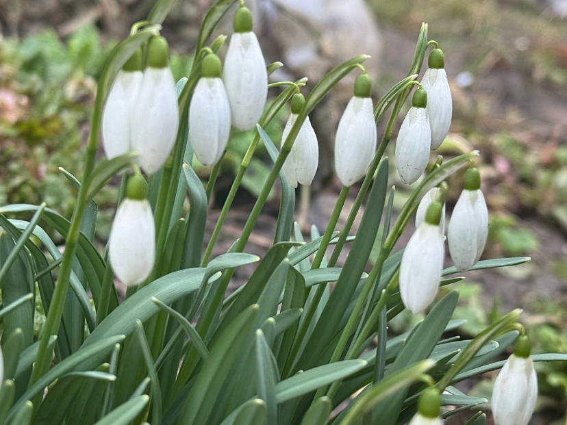 Россиян могут оштрафовать на пять тысяч рублей за сбор подснежников | ТСН24
