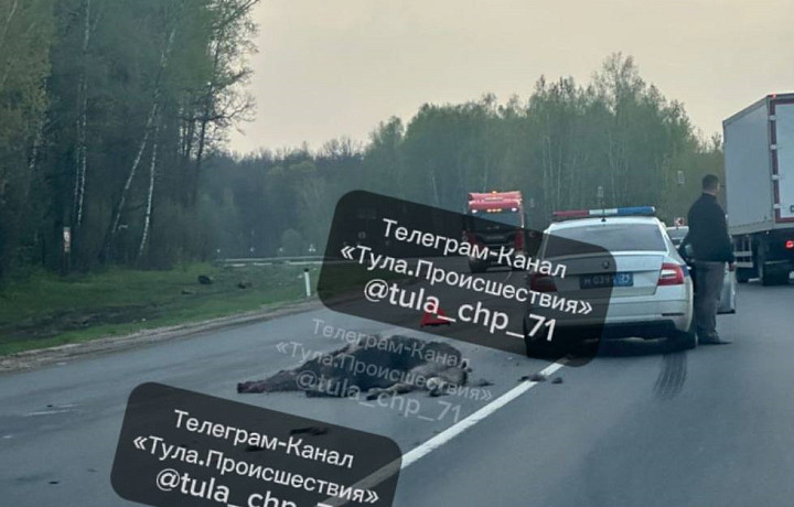﻿На трассе М-2 в Щекинском районе сбили лося