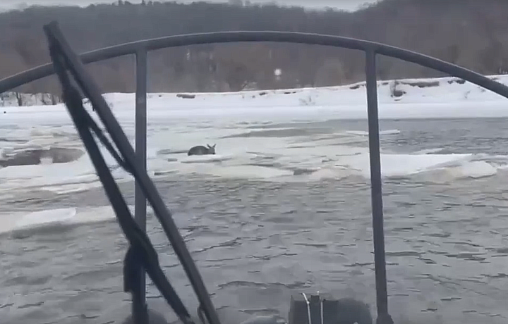 В Алексине сотрудники МЧС спасли косулю, провалившуюся под лед на Оке