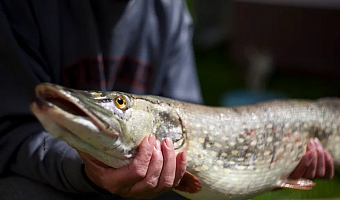 В Алексине оштрафовали двух браконьеров за незаконную ловлю рыбы на Оке