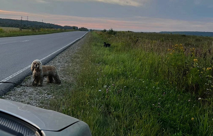 На трассе в Тульской области бросили породистых собак