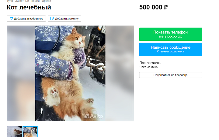 В Щекинском районе на продажу выставили лечебного кота за 500 тысяч рублей
