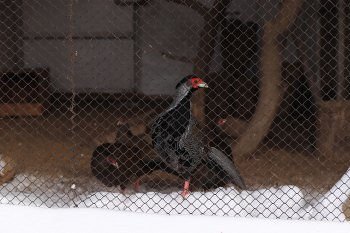 Зверские морозы: как животные зооуголка Белоусовского парка переживают снежную зиму и природные катаклизмы. Фоторепортаж