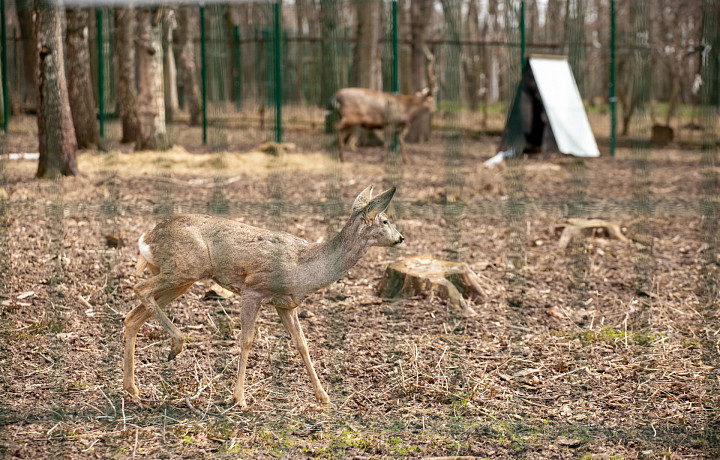 В Тульской области разрешили отстрелять 1677 косуль и 79 пятнистых оленей