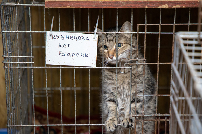 Вестники неудачи или пушистые милашки: тульские черные кошки ищут своих хозяев