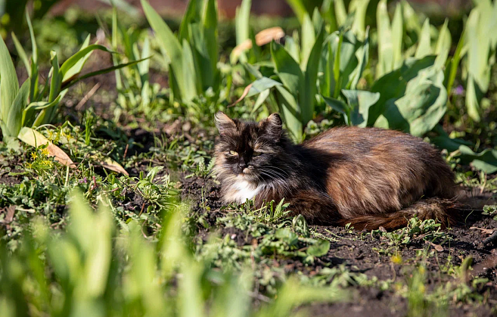 Ветеринар рассказала, какие растения на даче опасны для питомцев