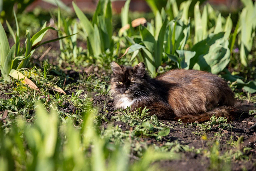 Ветеринар рассказала, какие растения на даче опасны для питомцев | ТСН24