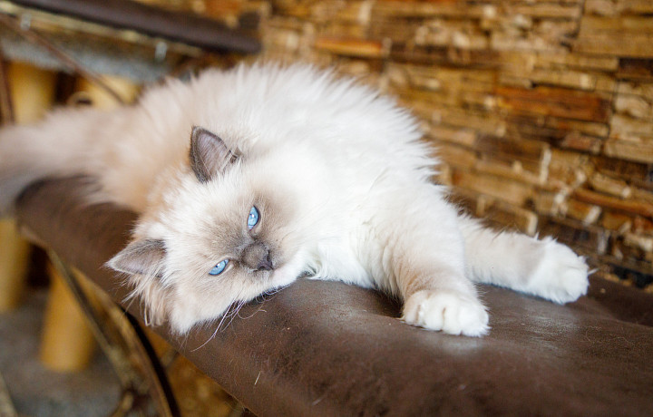 Усы, лапы, хвост и полис: как туляки могут застраховать домашнее животное и компенсировать укус клеща