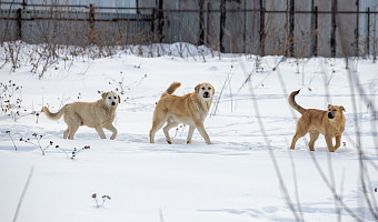 Тульская область выступила против закона об умерщвлении безнадзорных животных