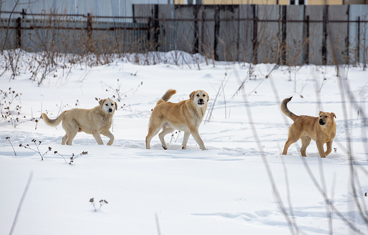 Тульская область выступила против закона об умерщвлении безнадзорных животных