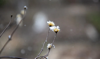В Тульской области 15 ноября ожидаются мокрый снег и гололед