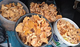 Тульские грибники похвастались большим «уловом» лисичек