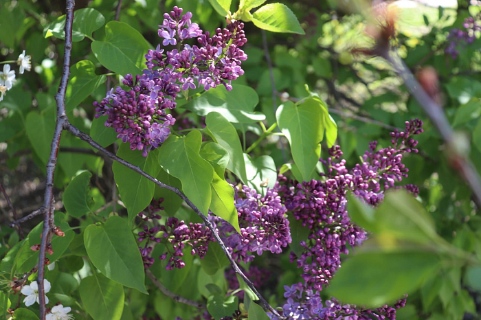 В Туле раньше срока расцвела сирень