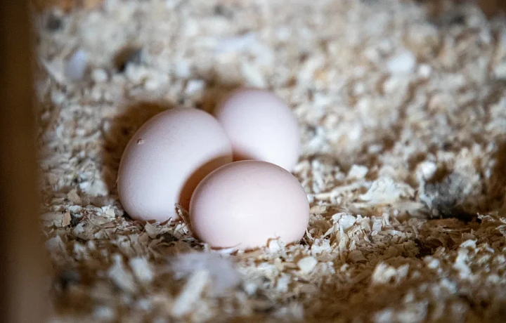 В Тульской области с начала года снизилась средняя цена на яйца, курицу и водку