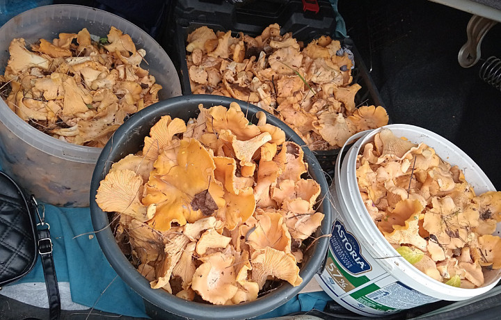 Тульские грибники похвастались большим «уловом» лисичек