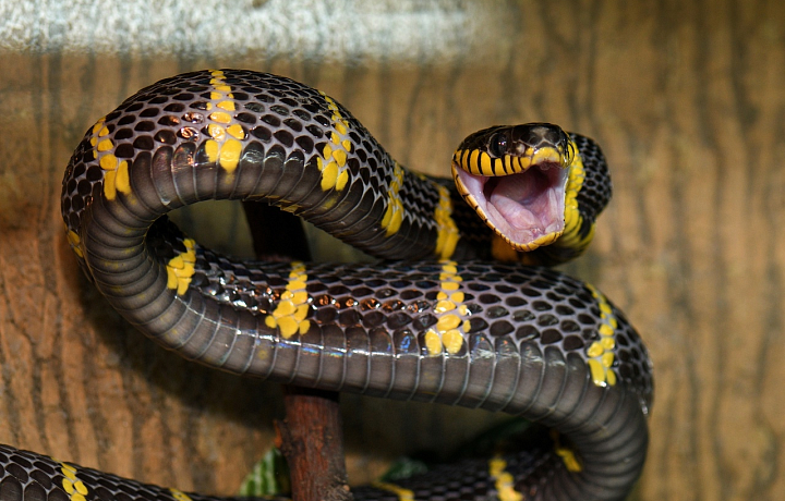 16 и 17 июля в Тульском экзотариуме пройдет «День змей»