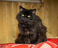 Вестники неудачи или пушистые милашки: тульские черные кошки ищут своих хозяев