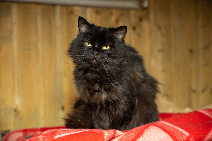 Вестники неудачи или пушистые милашки: тульские черные кошки ищут своих хозяев