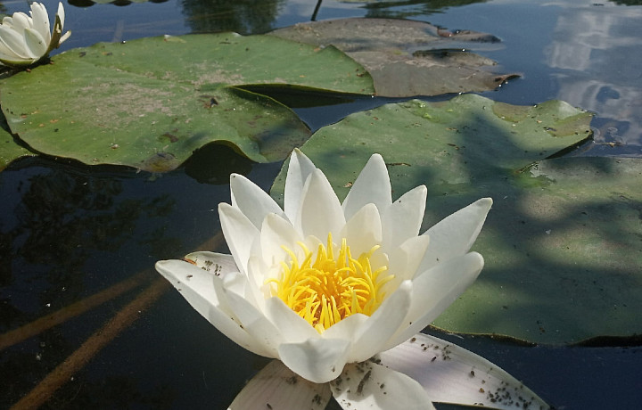 Краснокнижная кувшинка появилась в реке рядом с Куликовым полем в Тульской области