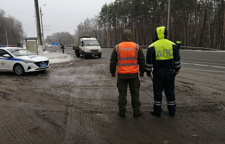 ﻿В этом году на дорогах Тульской области 308 раз сбивали животных