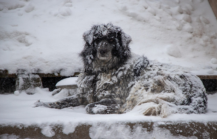 Народные приметы 3 марта: почему нельзя пройти мимо бездомного животного в день Овсянки