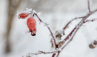 Аномально-холодная погода ожидается в Тульской области с 13 по 17 января