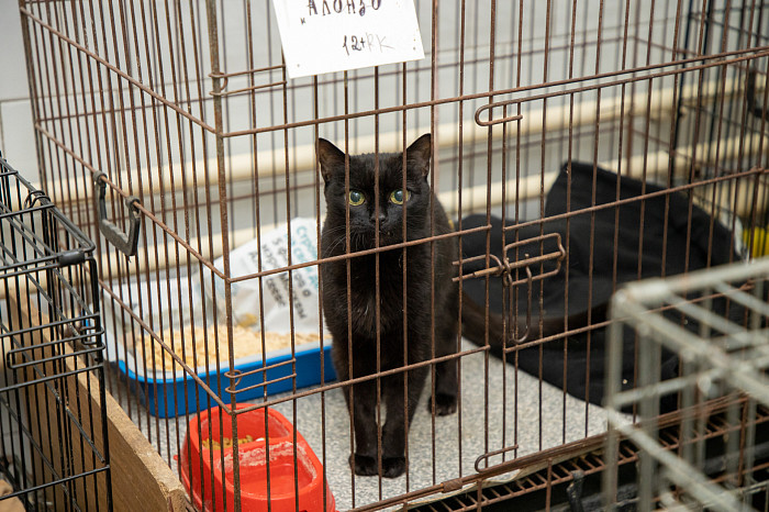 Вестники неудачи или пушистые милашки: тульские черные кошки ищут своих хозяев