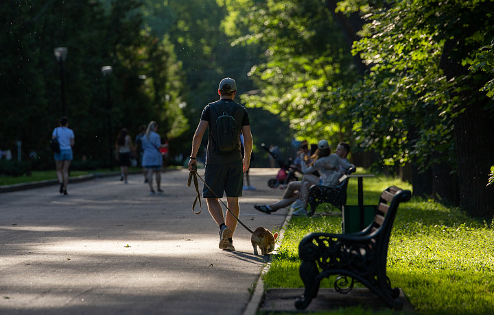Кинолог Голубев объяснил, зачем собаки обнюхивают друг друга