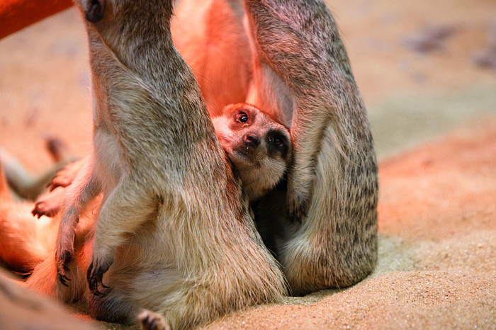 «Сурикаты агрессивно относятся к чужакам»: стоит ли заводить таких питомцев в доме