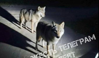 Жители Плавского района заметили волков в поселке Октябрьский