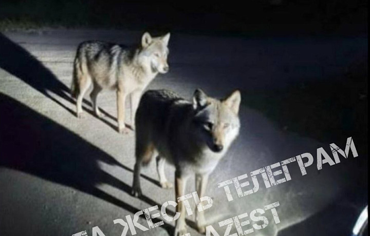Жители Плавского района заметили волков в поселке Октябрьский