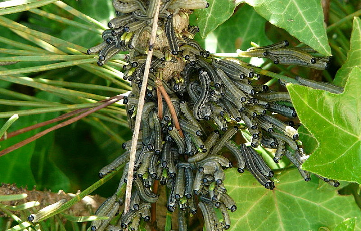 Полчища гусениц лугового мотылька угрожают тульским сельхозугодиям