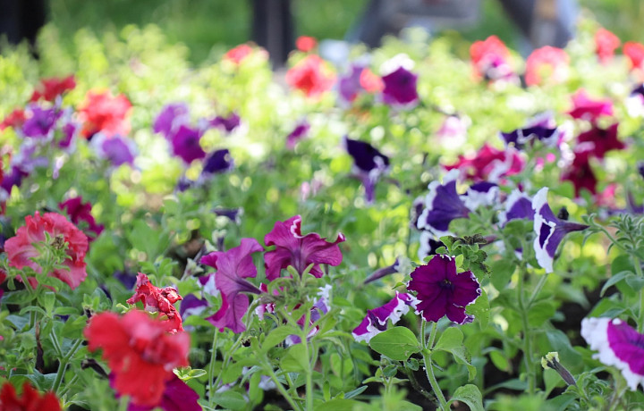 В Новомосковске приступили к высадке цветов на городские клумбы