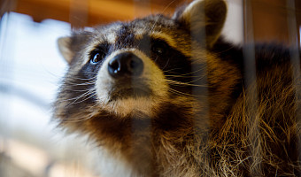 Зооуголок в Центральном парке Тулы переходит на зимний режим работы